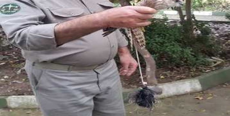 تخریب بیش از ۲۰۰ تله شکار غیرمجاز در گیلان