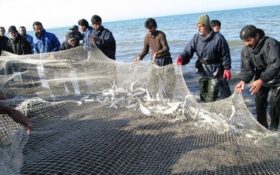 آغاز صید ماهیان استخوانی از دریای خزر/ ۴ هزار صیاد فعال هستند