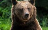 شکارچی خرس قهوه‌ای گیلان دستگیر شد