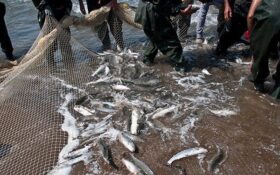 صید ۲۵۰ تن ماهی کفال در استان گیلان