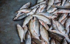 کشف ۸ تن ماهی غیر بهداشتی در آستارا/ ۲ نفر دستگیر شدند