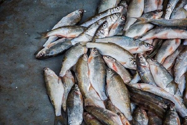 کشف ۸ تن ماهی غیر بهداشتی در آستارا/ ۲ نفر دستگیر شدند
