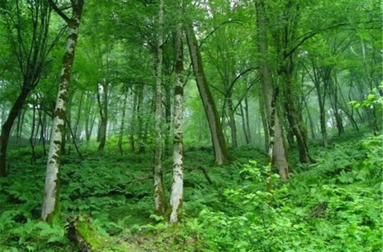 بستر توسعه گردشگری طبیعی ایران با ثبت جهانی جنگل‌های هیرکانی گیلان‌ فراهم شد