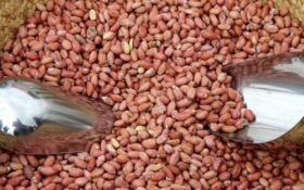بازار خوب اوراسیا در ایجاد ارزش افزوده برای بادام زمینی گیلان