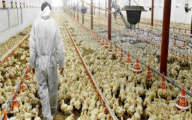 ایجاد ۱۵ هزار فرصت شغلی از صنعت مرغ داری در گیلان