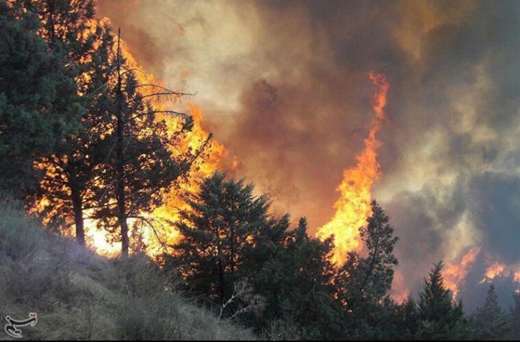 ۲۸۲ هکتار جنگل در آتش سوخت