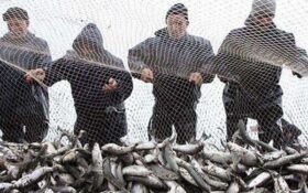 صید ۸۴۰۰۰ کیلوگرم ماهی توسط صیادان آستانه‌ای