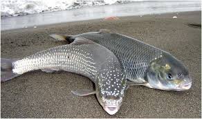 صید ۲۵۰تن ماهی سفید از خزر در گیلان