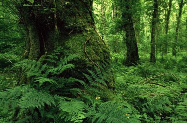 طرح مدیریت پایدار جنگل‌های هیرکانی استان گیلان تا سال آینده اجرایی می‌شود