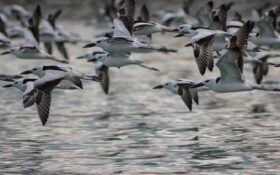 زمستان گذرانی ۱۳۴ هزار قطعه پرنده مهاجر در تالاب های گیلان