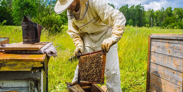 تولید ۹۶ تن عسل و فرآورده‌های جانبی آن در املش
