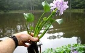 ممنوعیت خرید و فروش گیاهان مهاجم در گیلان؛ «خطر نابودی کامل» تالاب انزلی را تهدید می‌کند