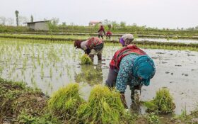 تبدیل گیلان به استان پایلوت فرآوری محصولات کشاورزی؛ مسیر تجاری نوستراک تقویت می‌شود