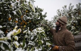 اعلام میزان خسارت برف به کشاورزی رشت