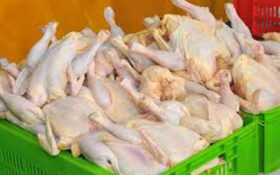 ۳۴۰۰ تن مرغ و گوشت قرمز در گیلان ذخیره سازی شد