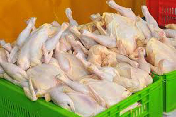 ۳۴۰۰ تن مرغ و گوشت قرمز در گیلان ذخیره سازی شد
