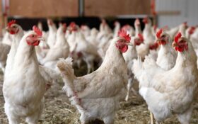 توزیع بیش از ۴۰ هزار تن نهاده دامی در گیلان؛ مرغ مازاد واحدهای تولیدی خریداری می‌شود