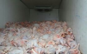 کشف بیش از ۸ تن گوشت مرغ فاقدمجوز در رودسر