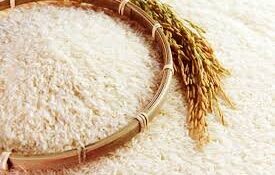 هاشمی در صدر برنج‌های کشت شده شالیزارهای گیلان