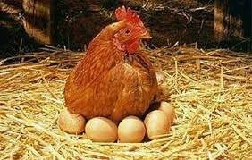 گرایش گیلانی‌ها به مصرف تخم مرغ‌های محلی