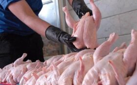 کوتاه شدن دست دلالان از بازار عرضه نهاده‌های دامی؛ کرونا مصرف مرغ گیلان را ۳۰ درصد کاهش داد
