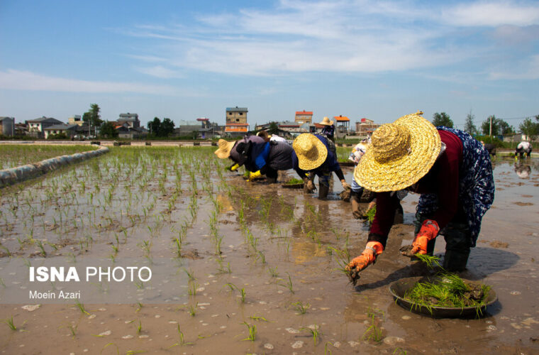 گزارش تصویری/ نشاء برنج در شالیزارهای گیلان به روش دستی