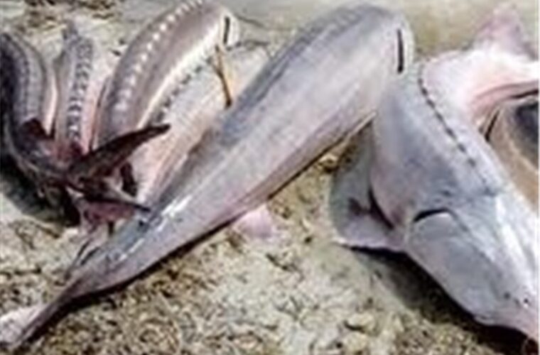 مبارزه با قاچاق ماهیان خاویاری در استان گیلان از اولویت‌ها است/ پدیده صید غیرمجاز به ذخایر دریای خزر آسیب می‌زند