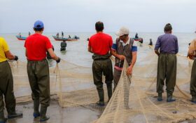صید ۱۲۰ تن ماهی کلیکا در استان گیلان