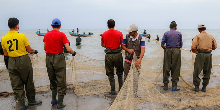 صید ۱۲۰ تن ماهی کلیکا در استان گیلان
