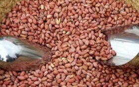 پیش بینی تولید ۱۱ هزار تن بادام زمینی در استان گیلان