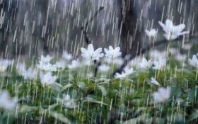 بارش باران در گیلان / دمای هوا ۵ تا ۱۰ درجه کاهش می یابد