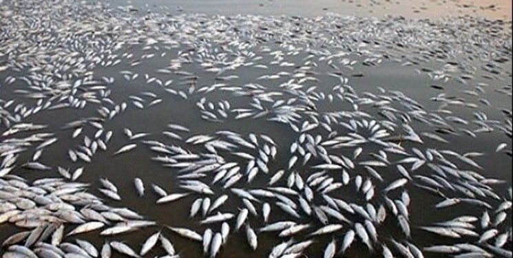 رهاسازی ۶۰ میلیون قطعه بچه ماهی استخوانی در رودخانه سفیدرود