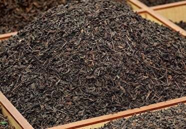 کشف بیش از۳۰۰۰ تن چای فاسد در لنگرود