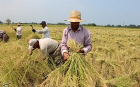 ضرورت رعایت نکات بهداشتی در فصل برداشت برنج؛ کشاورزان برای حفظ سلامتی خود توصیه‌ها را جدی بگیرند