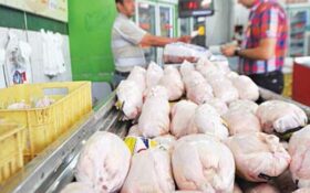تولید ۱۰ درصد مرغ کشور در گیلان/کمبود مرغ در گیلان وجود ندارد