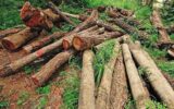 رشد ۲ برابری کشفیات چوب آلات جنگلی/ شگردهای قاچاقچیان تغییر کرده