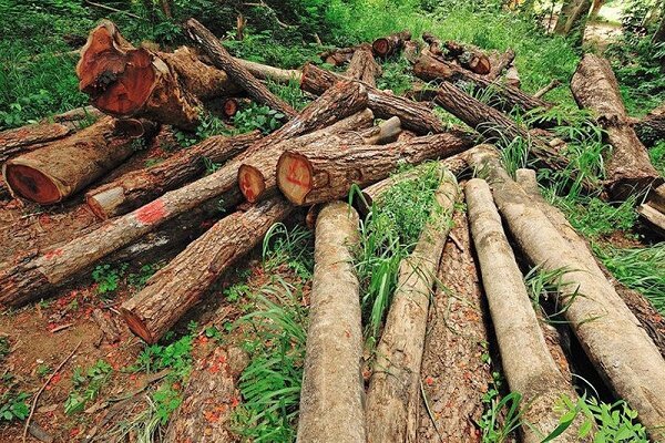 رشد ۲ برابری کشفیات چوب آلات جنگلی/ شگردهای قاچاقچیان تغییر کرده