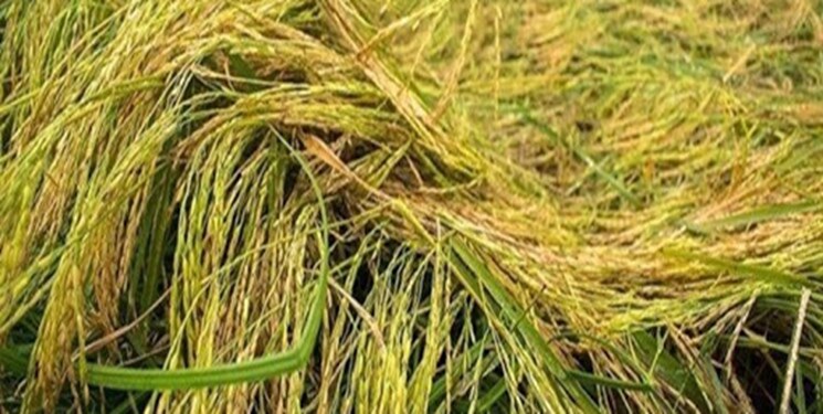 هزینه دستمزد دروی برنج در گیلان به ۵۰۰ هزار تومان رسید/ چه کسی به داد کشاورزان ستم دیده می‌رسد؟