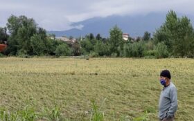 بارانی که رحمت نیاورد/معیشت ۳۰۰ هزار بهره بردار برنج در محاصره باران
