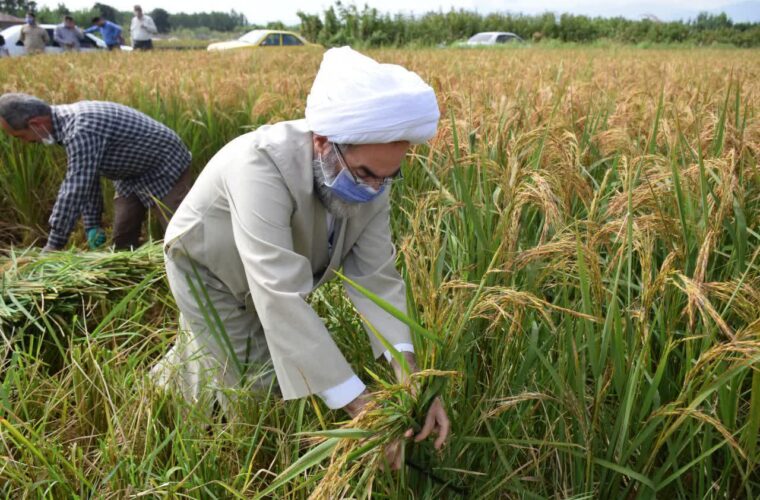 “برنج‌ بینی” امام جمعه رشت در یکی از مزارع گیلان+ گزارش تصویری