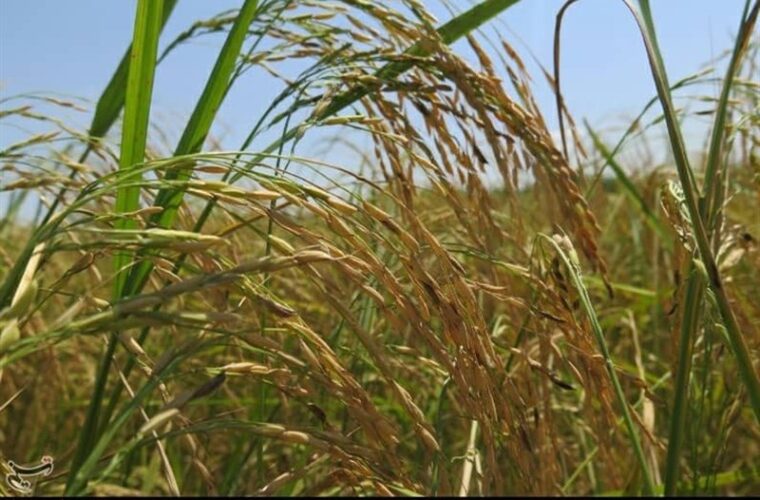 “برداشت برنج” از شالیزارهای گیلان به‌‌روایت تصویر