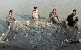 هدف‌گذاری برای توسعه پایدار پرورش ماهی در گیلان؛ ۴۳ هزار تن ماهی گرمابی سال گذشته تولید شد