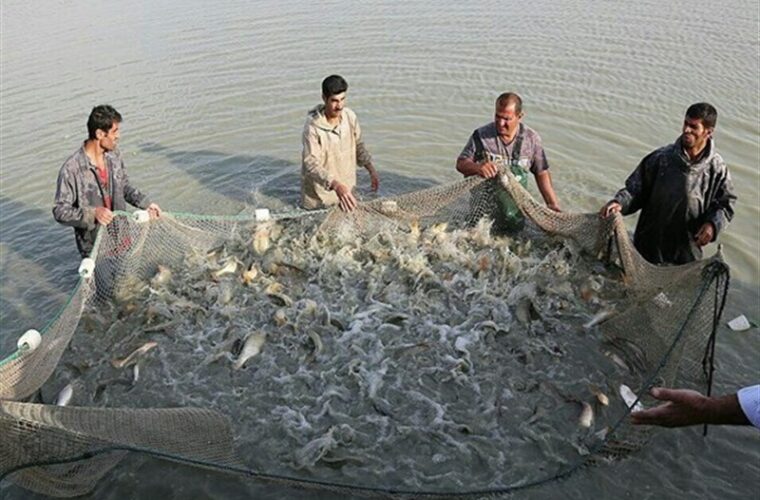 هدف‌گذاری برای توسعه پایدار پرورش ماهی در گیلان؛ ۴۳ هزار تن ماهی گرمابی سال گذشته تولید شد