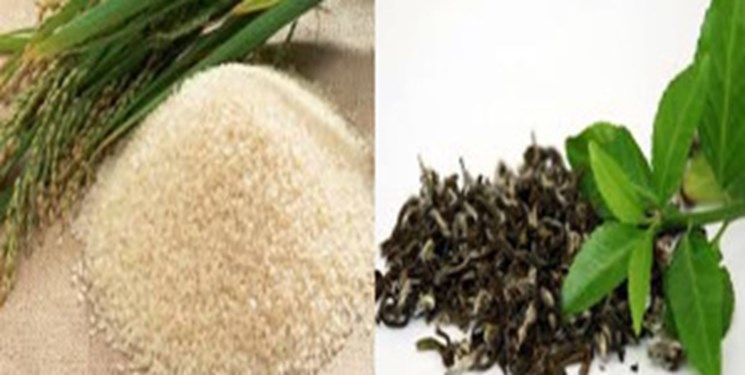 واردات برنج و چای در فصل برداشت خیانت به مردم شمال کشور است/تحقیقات در گیلان عملاً تعطیل است