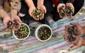 مبارزه با مگس مدیترانه ای در ۷۰۰ هکتار از باغات زیتون رودبار