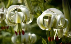 سوسن چلچراغ داماش گیلان گلی خاص در جهان که باید آن را ببینید