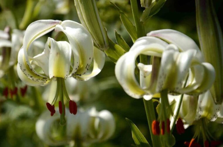 سوسن چلچراغ داماش گیلان گلی خاص در جهان که باید آن را ببینید