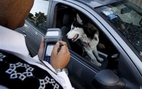عزم پلیس گیلان برای مقابله با ناهنجاری‌های اجتماعی و سگ گردانی در معابر عمومی