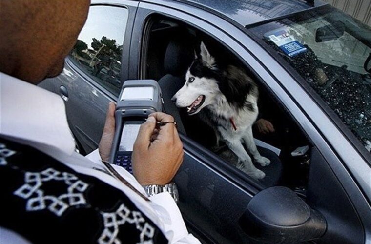 عزم پلیس گیلان برای مقابله با ناهنجاری‌های اجتماعی و سگ گردانی در معابر عمومی