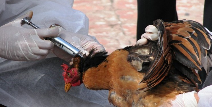 شناسایی ۱۳ کانون آنفولانزای فوق حاد پرندگان در سال گذشته